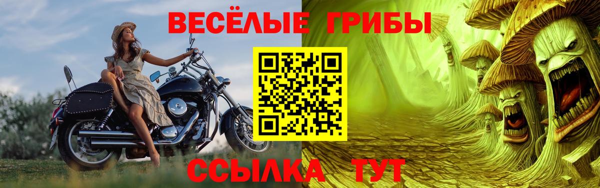 Псилоцибиновые грибы Psilocybine cubensis Асино